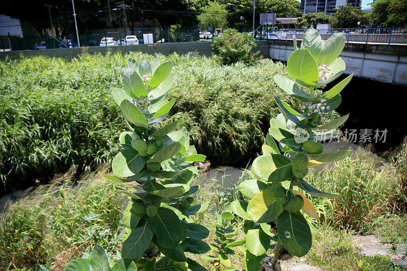 calotropis procera植物